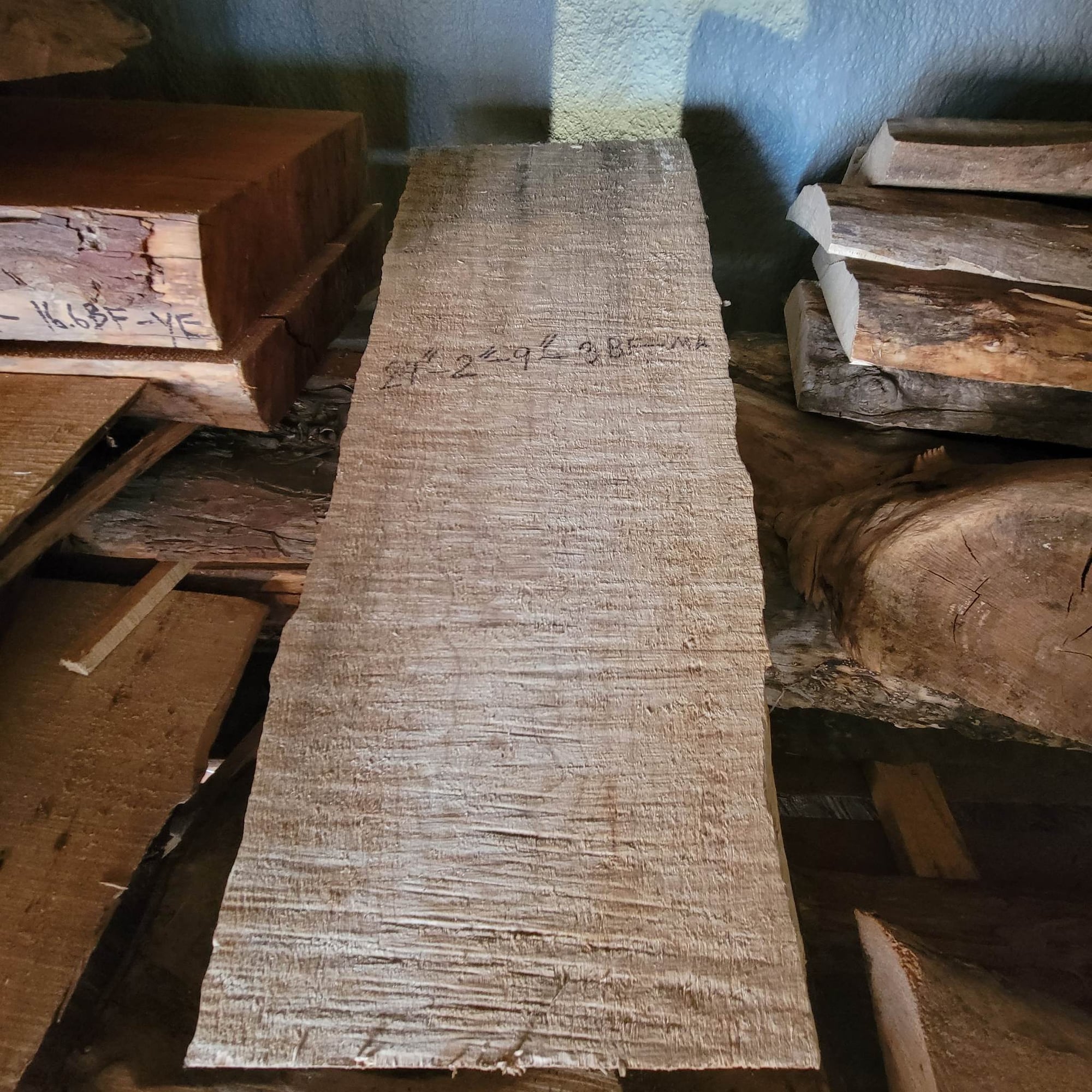 Big Leaf Maple